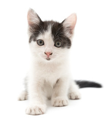 Fototapeta na wymiar little kitten on white background