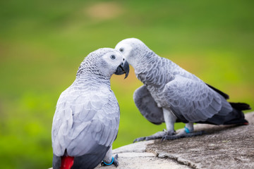 African grey parrot