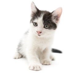 Obraz premium little kitten on white background