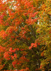 Artistic colorful oak autumn season leaves background.