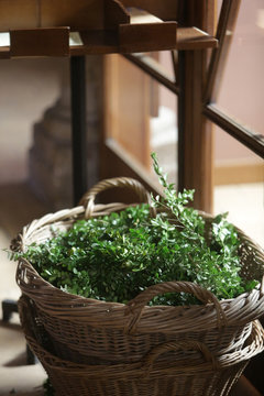 Buis. Dimanche des Rameaux. / Boxwood. Palm Sunday. 