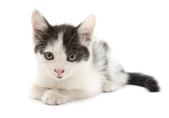 little kitten on white background