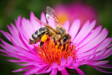 The European honey bee (Apis mellifera) pollinating of The Aster (Symphyotrichum dumosum). Very important insect for agriculture.
