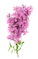 Obraz na płótnie Canvas lilac flower