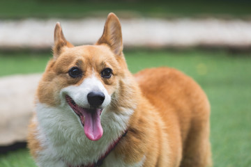 Welsh Corgi Pembroke dog
