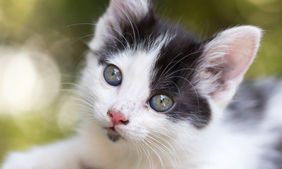 beautiful small kitten on nature