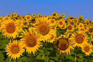 Fototapeta premium sunflower field over cloudy blue a sky