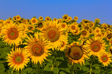 sunflower field over cloudy blue a sky