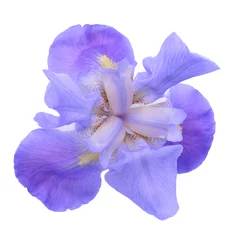 Foto op Aluminium  Dwarf iris flower i © anphotos99