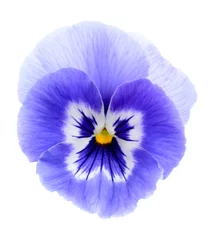 Stickers pour porte Pansies fleur de pensée violette