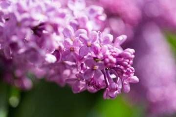 Obraz premium beautiful lilac flowers in nature
