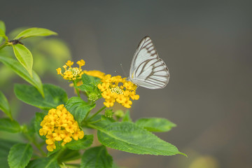 Pine White Butterfly (Neophasia menapia) on a flower