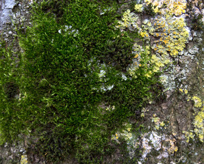core of the old cut down tree, overgrown with moss