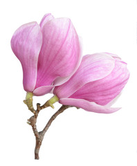 Fototapeta premium magnolia flower