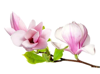 Schilderijen op glas roze magnolia © anphotos99