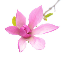 Fototapeta na wymiar magnolia