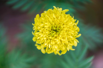 Lantana Camara Flower in the morning garden