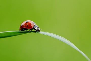 Coccinelle