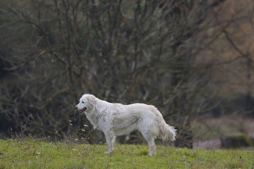 Obraz premium Pastore Maremmano-Abruzzese