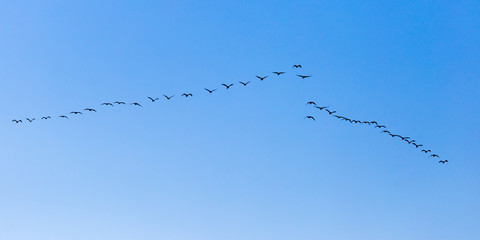 a flock of birds flying south in the blue sky