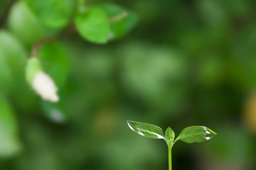 Fototapeta na wymiar green seedling on garden background