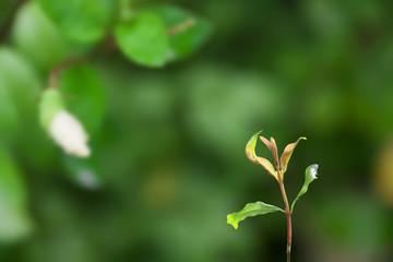green seedling on garden