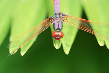 Crimson marsh glider dragonfly (Trithemis aurora) on a leaf