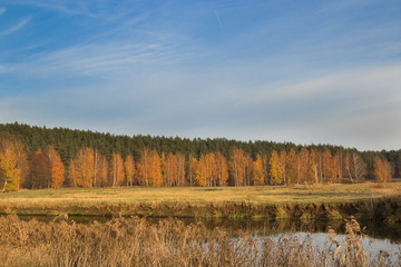 Autumn river bank with orange leaves on birches