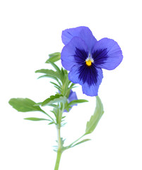 fleur de pensée violette