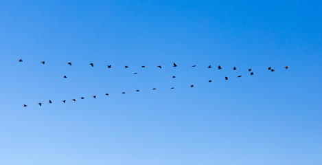 a flock of birds flying south in the blue sky