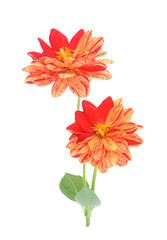 two tone red and orange dahlia flower isolated on white background
