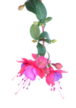  fuchsia lena flower
