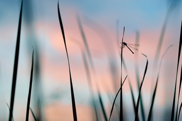 Patience dans l'azur © Serge