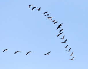 a flock of birds flying south in the blue sky