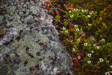 Flowers and moss