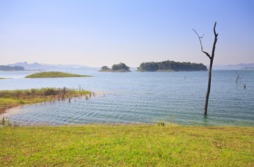 dry dead trees on the lake