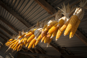 Ripe maize corn on the cob hanging from the ceiling