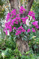 Fototapeta na wymiar Phalaenopsis orchid flower decoration in garden outdoor