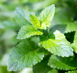 green mint leaves in nature