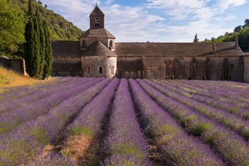 Senanque abbey with a lavender field, Provence (France)
