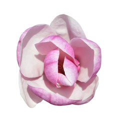 Fototapeta premium magnolia flower