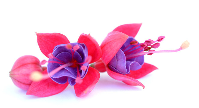  fuchsia lena flowers