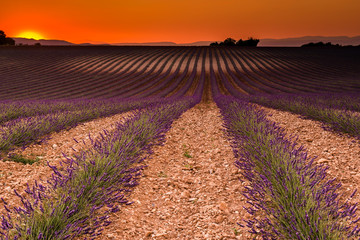 Lavender field on sunset, Valensole plateau (France)