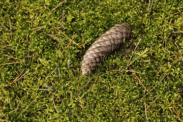 fir-cone on the green moss