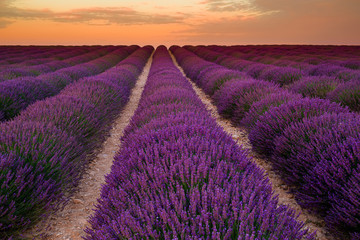 Naklejka na ściany i meble Lavender field on sunrise, Valensole plateau (France)