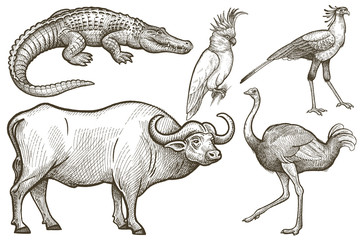 Fototapeta premium African animals set. Buffalo, Crocodile, Ostrich, Secretary bird, Cockatoo. Illustration Vector Art. Style Vintage engraving. Hand drawing.