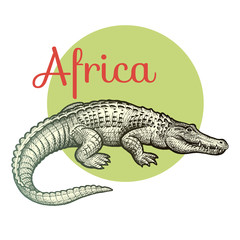 African animals. Crocodile. Illustration Vector Art. Style Vintage engraving. Hand drawing.