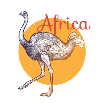 African animals. Ostrich bird. Illustration Vector Art. Style Vintage engraving. Hand drawing.