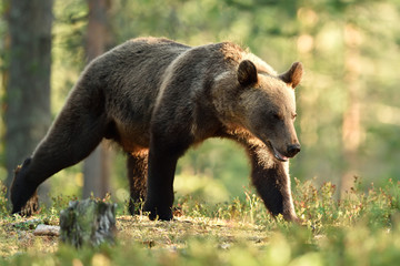 Obraz na płótnie Canvas brown bear. bear in forest