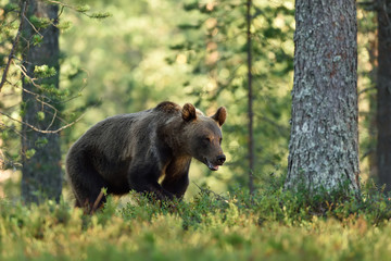 brown bear in forest at summer
